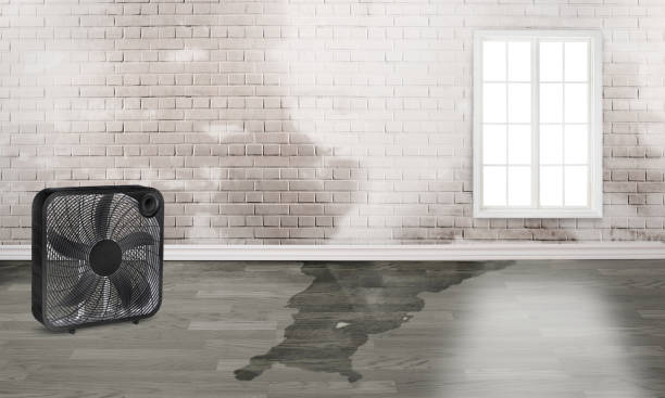 Best Mold removal after water damage  in Eagle Mountain, UT